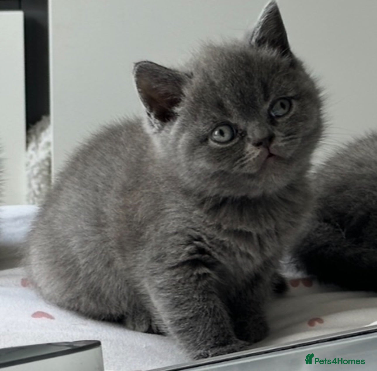 British Shorthair cats REDUCED BRITISH SHORTHAIRS FOR SALE  - Advert 1