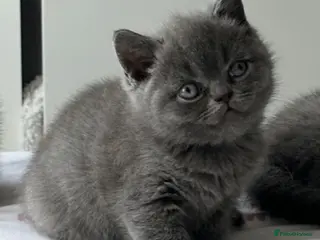 British Shorthair cats REDUCED BRITISH SHORTHAIRS FOR SALE - Advert 1