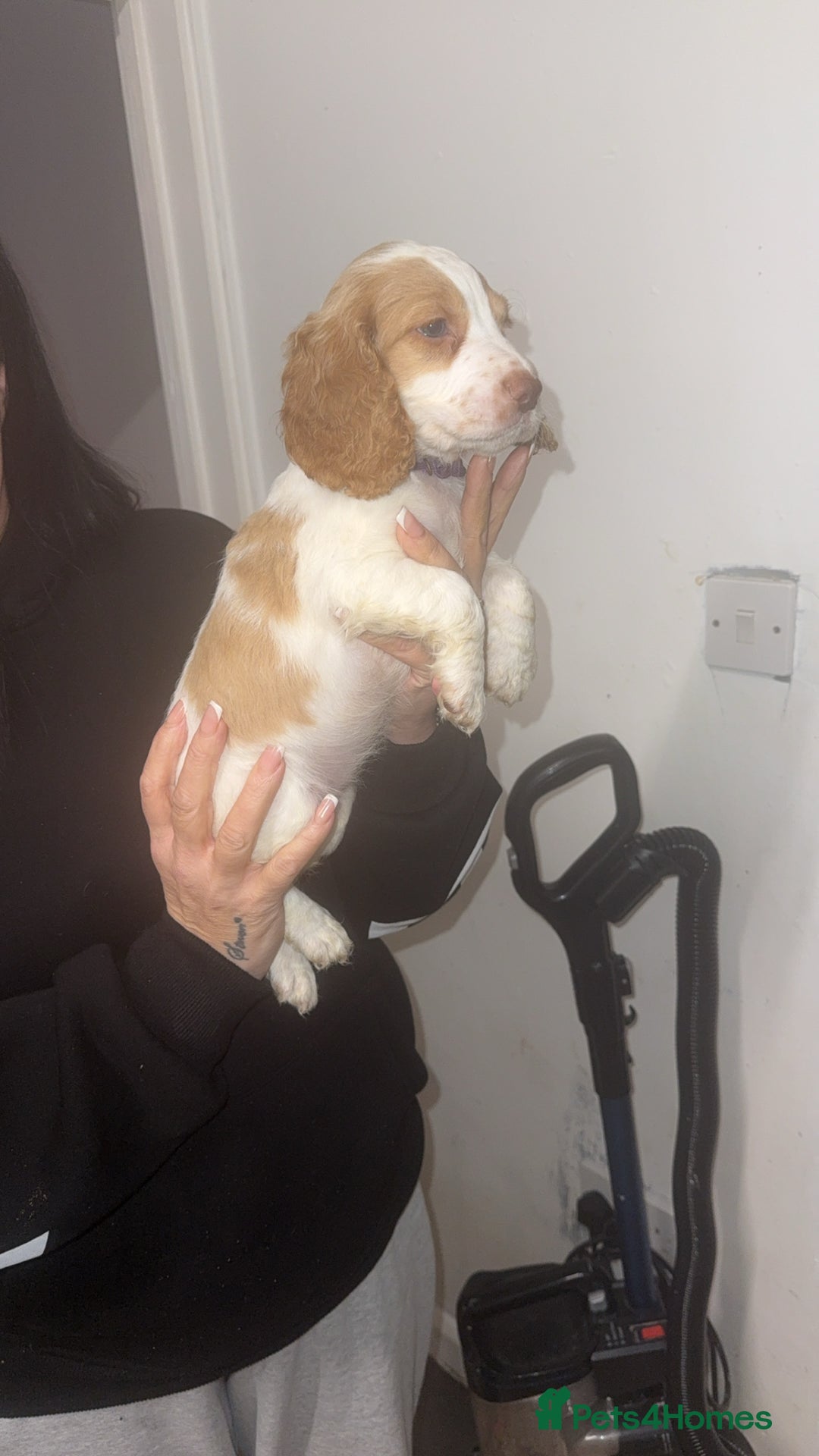 Cocker Spaniel dogs for sale: REDUCED💵cocker spaniel puppies 🩷💙 - Advert 29