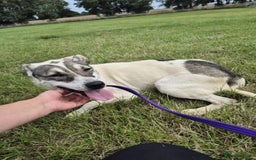 Mixed Breed dogs for adoption: Lotty (2) Norwich Norfolk  - Image 9