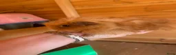 Guinea Pig rodents for sale: male longhaired Guineapigs  - Advert 5