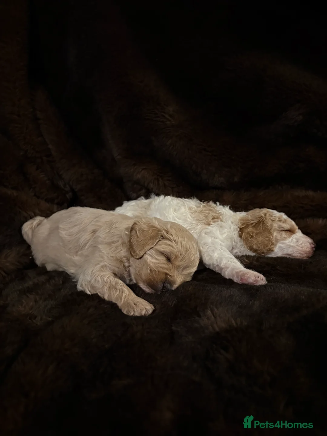 Cavapoo dogs for sale: Stunning F1B Cavapoo’s - Advert 13