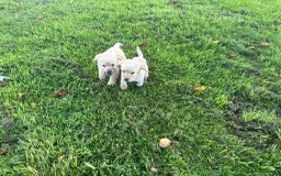 Labrador Retriever dogs for sale: Labrador puppies - Image 14