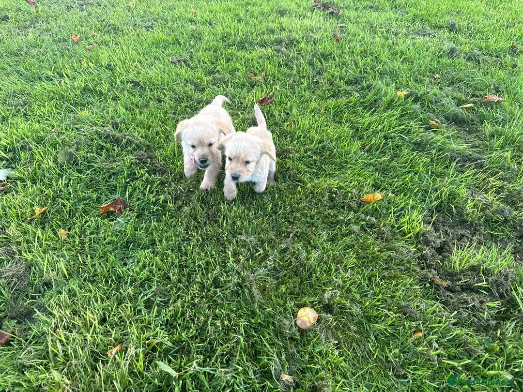 Labrador Retriever dogs for sale: Labrador puppies - Image 14