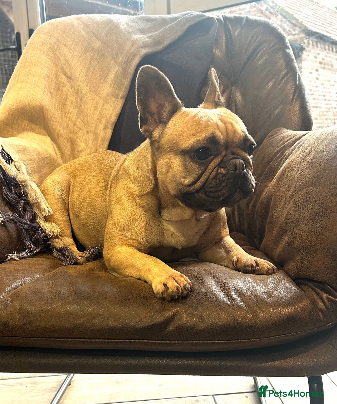 French Bulldog dogs for sale: Fawn with black mask French bulldog  - Advert 1