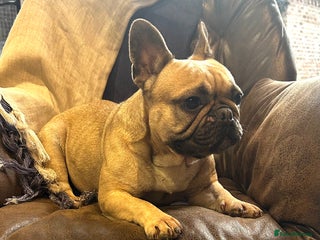 French Bulldog dogs Fawn with black mask French bulldog - Advert 8