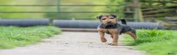 Lakeland Terrier dogs for stud: Lakeland terrier stud dog in Newark - Advert 6