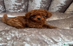 Maltipoo dogs for sale: Gorgeous Toy Maltipoo Puppies! - Image 11