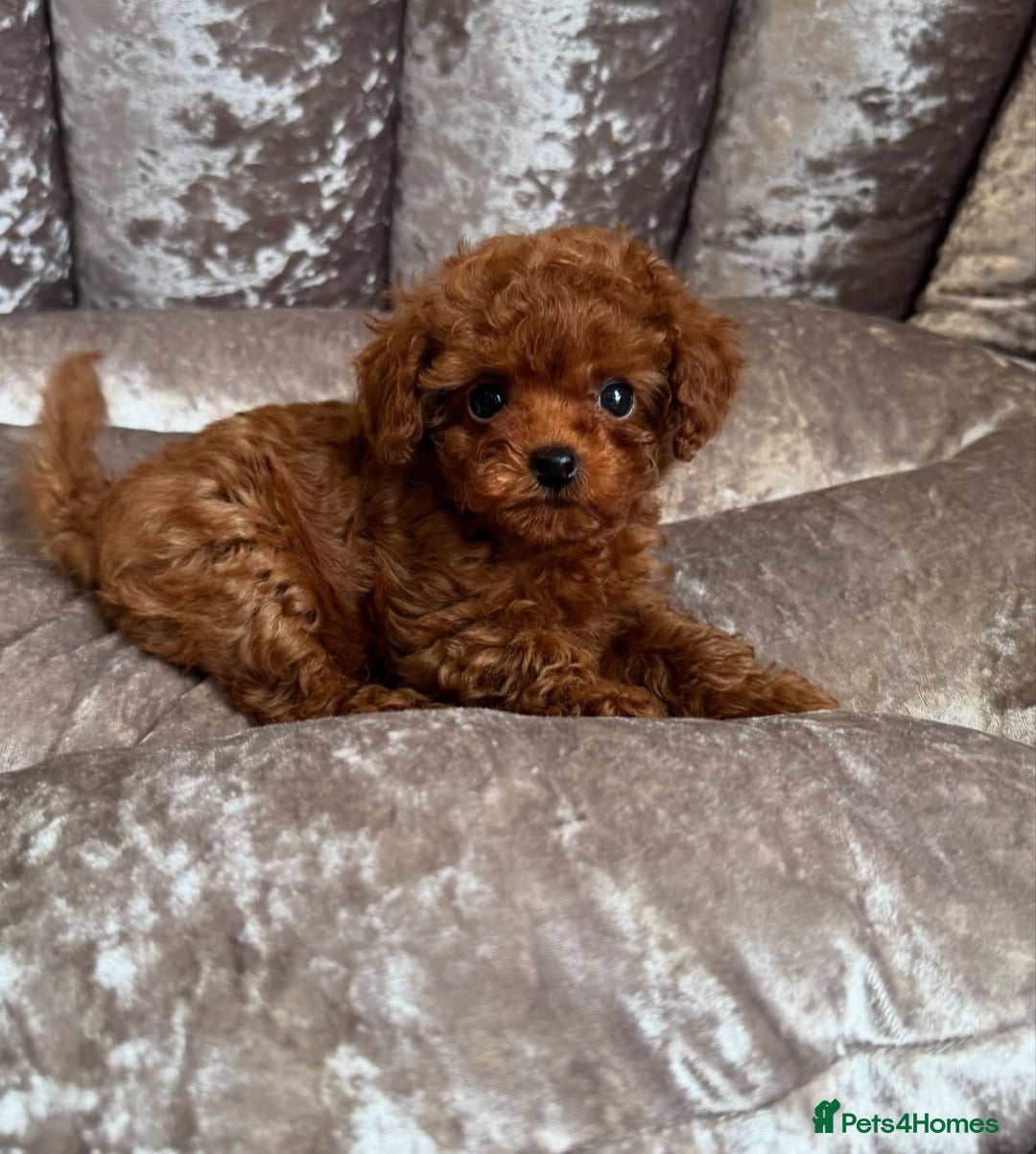 Maltipoo dogs for sale: Gorgeous Toy Maltipoo Puppies! - Image 11