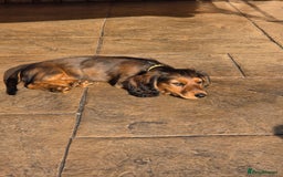 Dachshund dogs for sale: Red long-haired standard dachshund puppies - Image 24