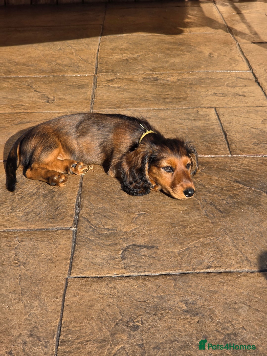 Dachshund dogs for sale: Red long-haired standard dachshund puppies - Image 24