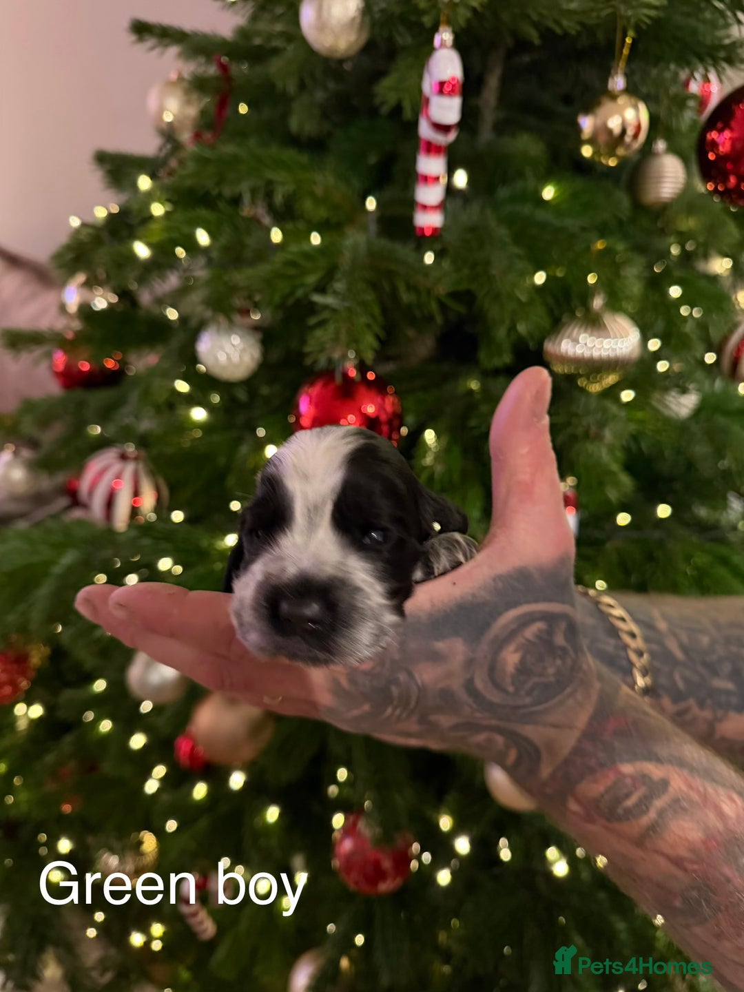 Cocker Spaniel dogs for sale: KC registered show type cocker spaniel  - Advert 23