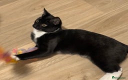 British Shorthair cats for sale: Male Tuxedo Kitten- Sale Lei/london - Image 4