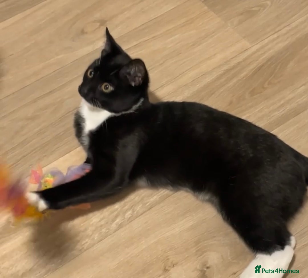 British Shorthair cats for sale: Male Tuxedo Kitten- Sale Lei/london - Image 4