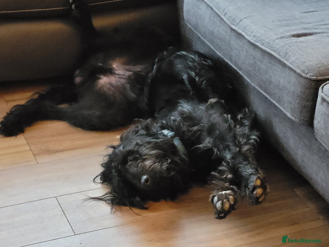 Labradoodle dogs for sale: Duke  - Image 2