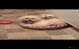 Bichon Frise dogs for sale: Bichon Frise  - Image 1