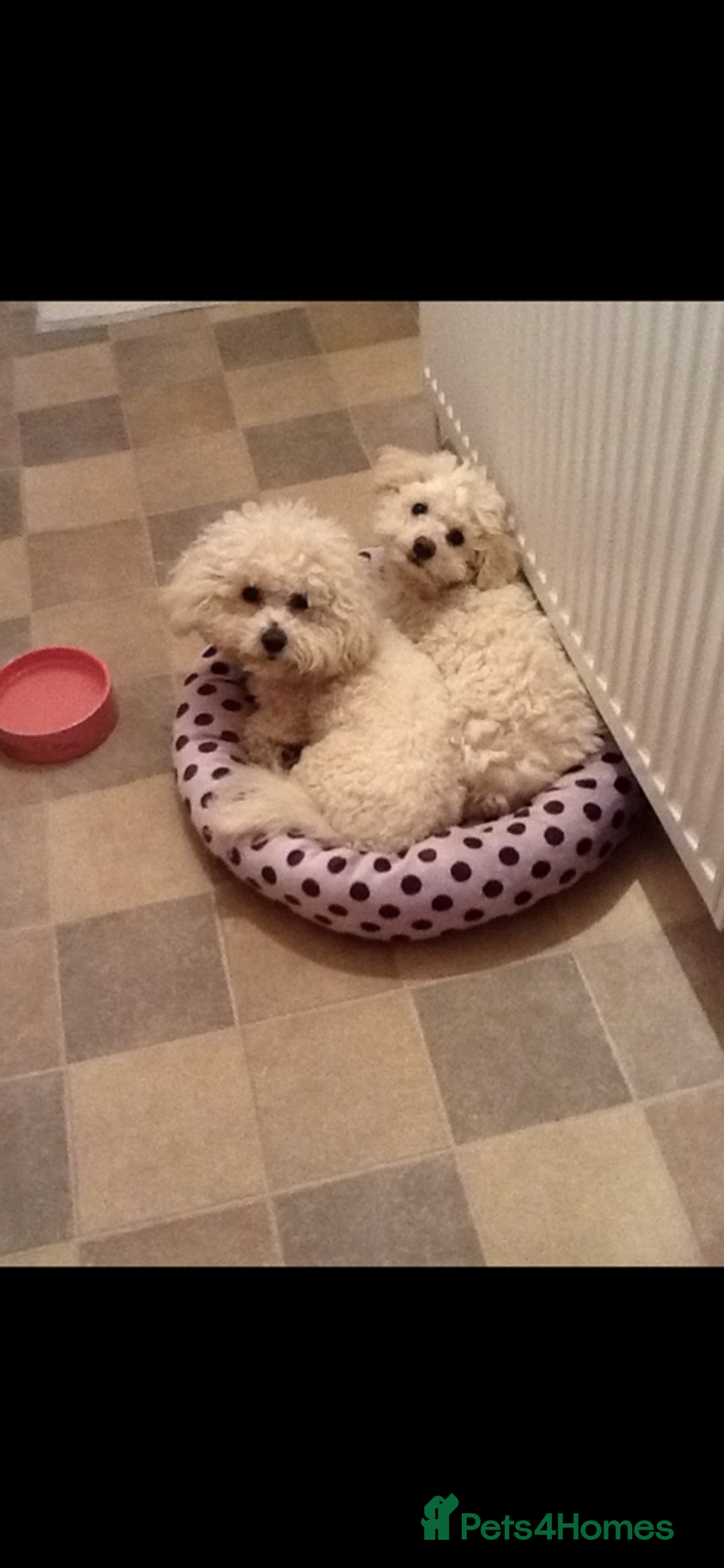 Bichon Frise dogs for sale: Bichon Frise  - Image 1