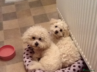 Bichon Frise dogs - Advert 2