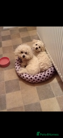 Bichon Frise dogs - Advert 1