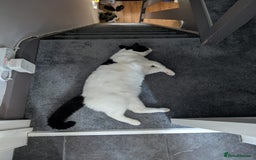 European cats for adoption: Maisie is looking for the perfect forever home - Image 2