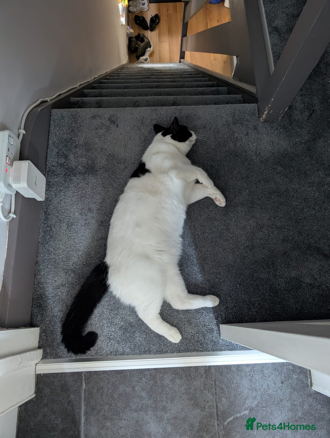 European cats for adoption: Maisie is looking for the perfect forever home - Image 2