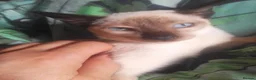 Siamese cats for sale: Siamese kittens - Advert 1