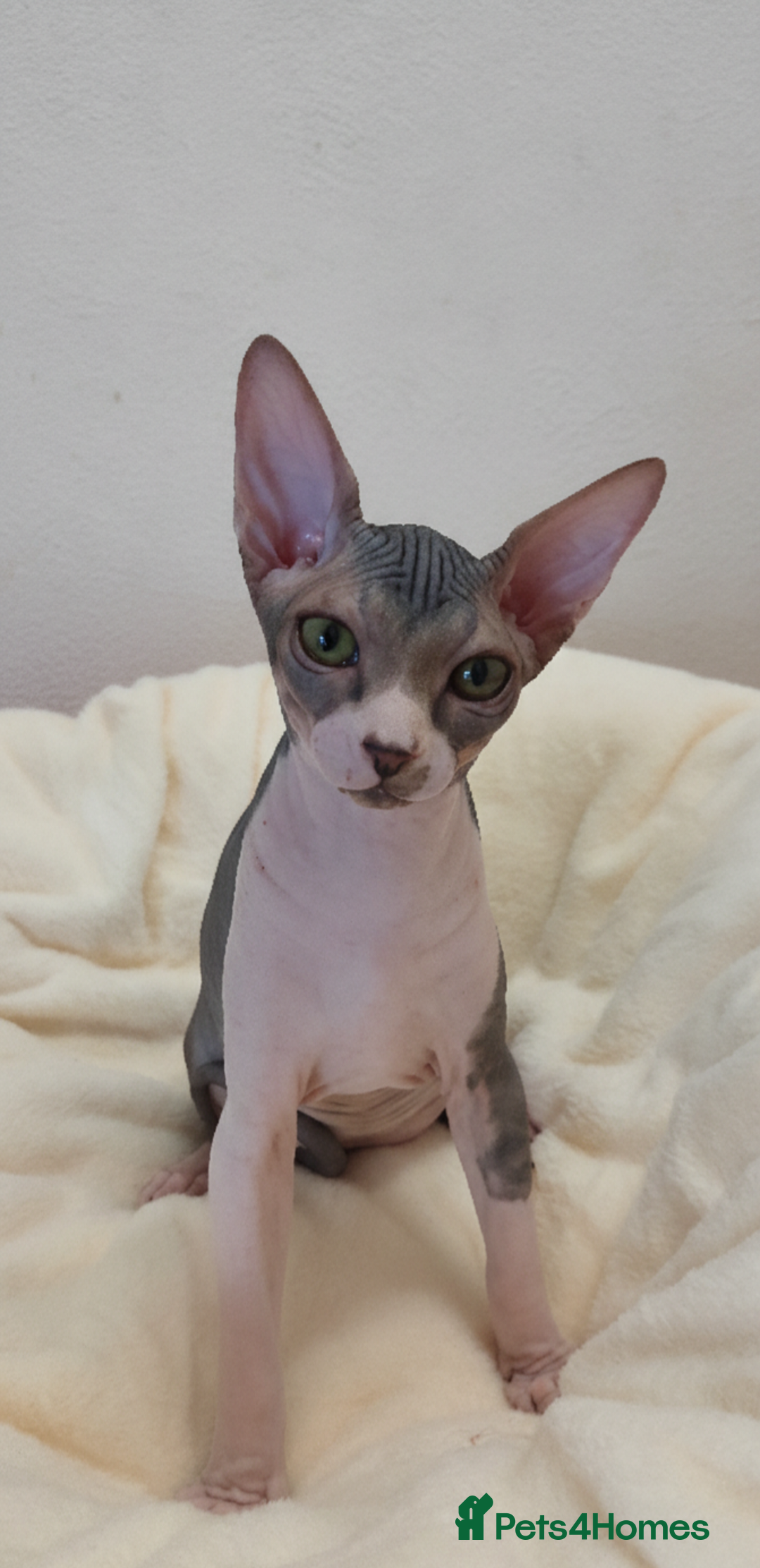 Sphynx cats for sale: Sphynx Kittens – Males & Female – International ✅ - Advert 11