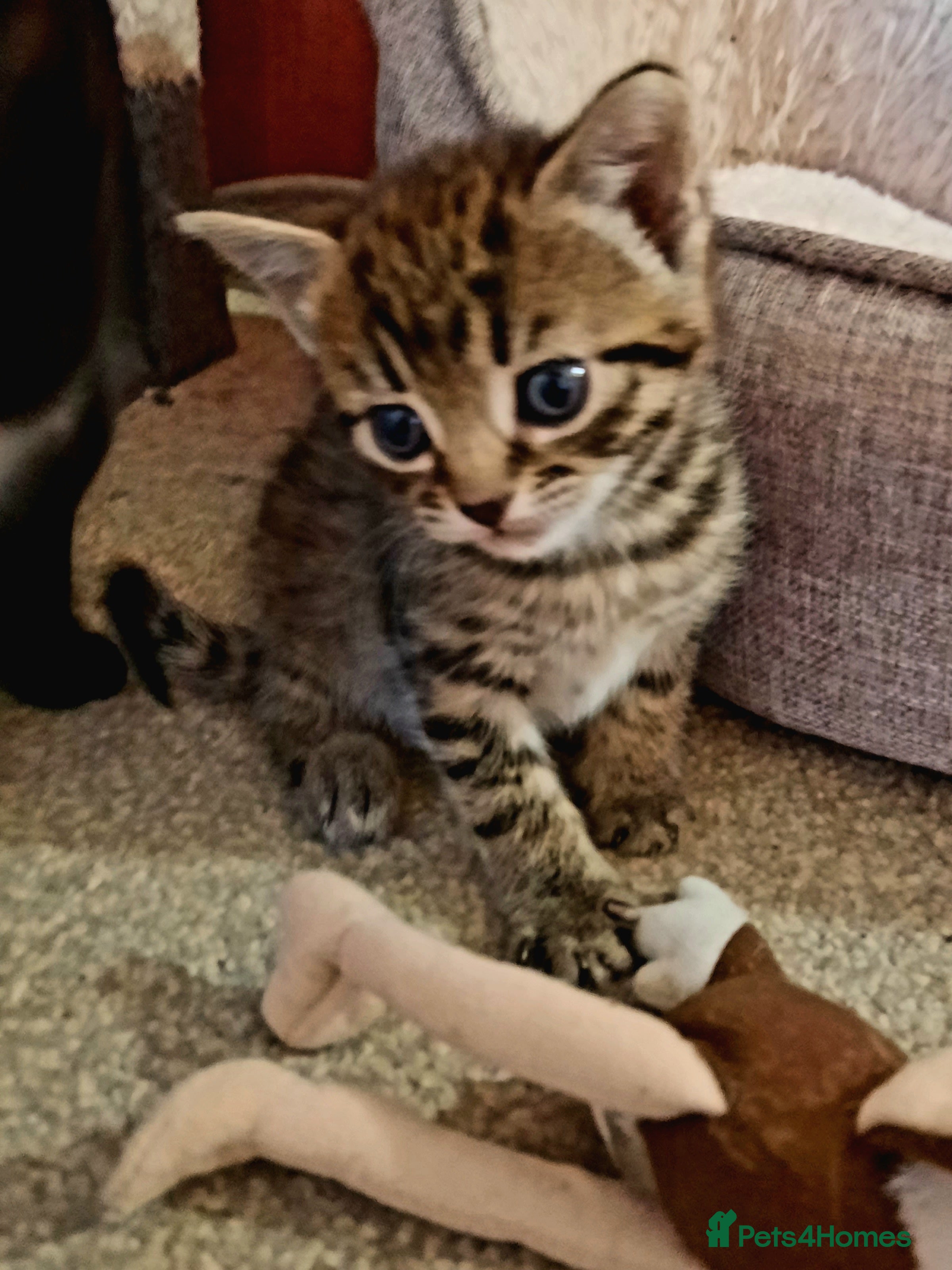 Mixed Breed cats Beautiful friendly kitten - Advert 2