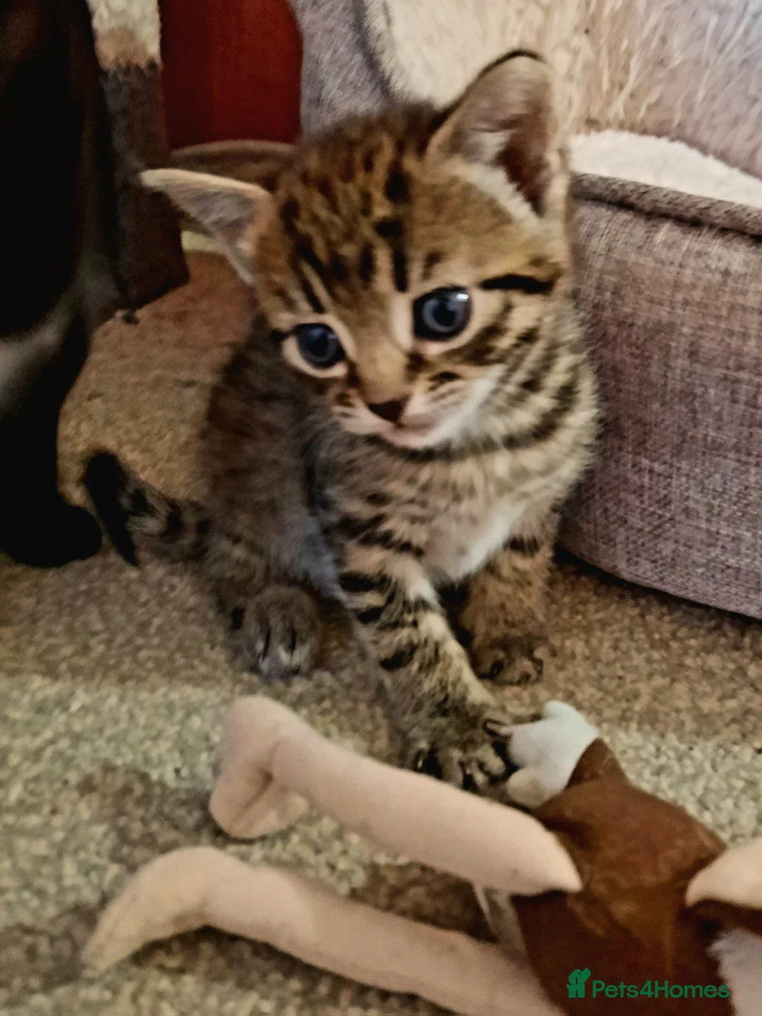 Mixed Breed cats for sale: Beautiful friendly kittens - Advert 1