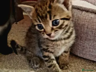 Mixed Breed cats Beautiful friendly kitten - Advert 6