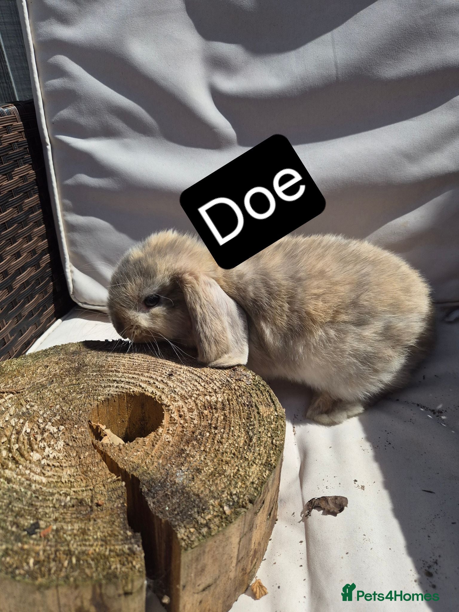 Mini Lop rabbits 🐰 Beautiful Mini Lop Babies – Ready Now 🐰 - Advert 2