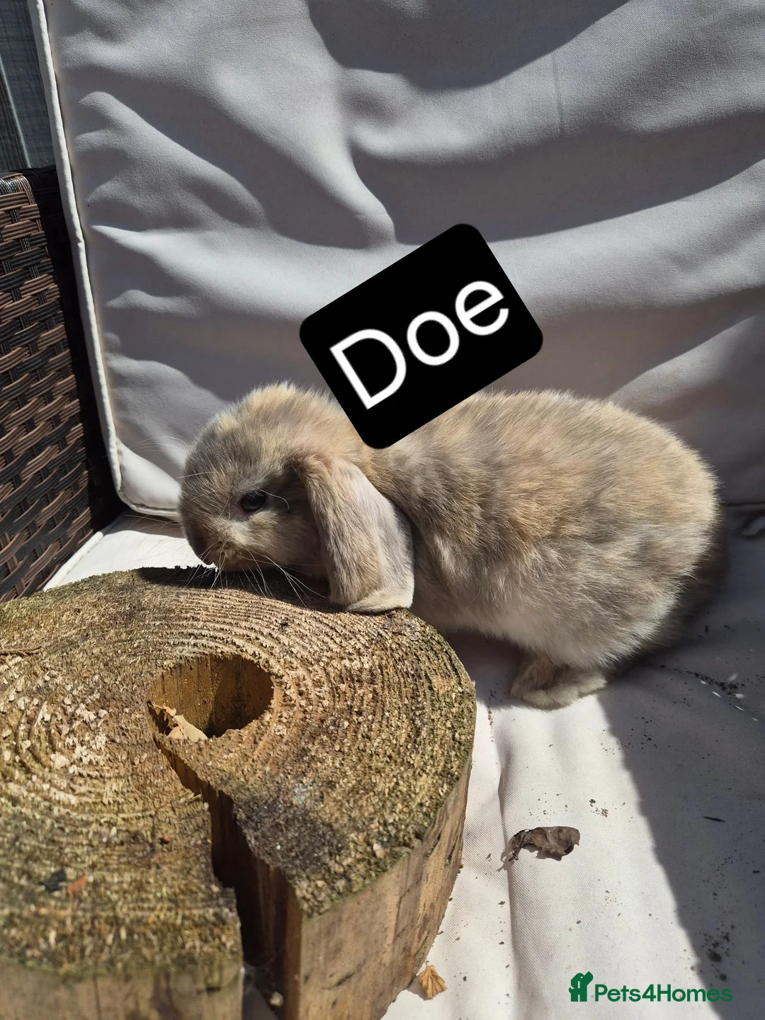 Mini Lop rabbits for sale: 🐰 Beautiful Mini Lop Babies – Ready Now 🐰 - Advert 2