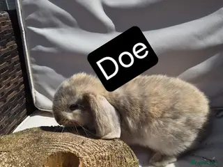 Mini Lop rabbits 🐰 Beautiful Mini Lop Babies – Ready Now 🐰 - Advert 3