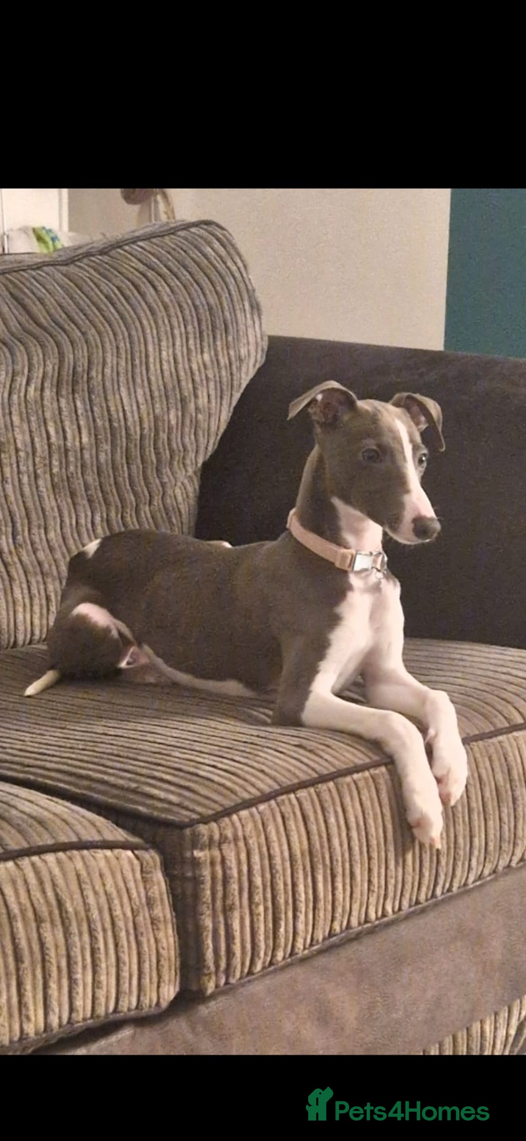 Whippet dogs for sale: Petite whippet puppies  - Image 5