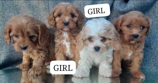Cavapoo dogs Gorgeous Cavapoo puppies  - Advert 11