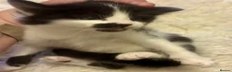 Turkish Angora cats for sale: Turkish angora kitten  - Advert 10