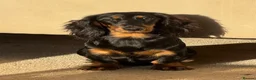 Dachshund dogs for sale: ❤️ Beautiful Long Haired Dachshund Puppies - Advert 7