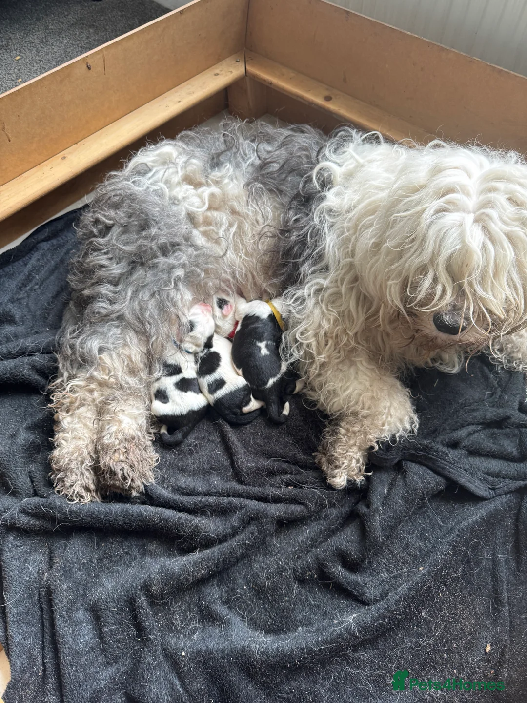 Old English Sheepdog dogs for sale: old english sheepdogs  - Advert 2