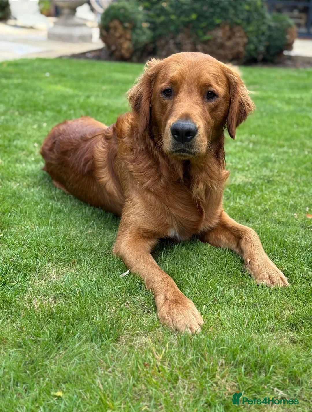 Goldador dogs for sale: Beautiful goldador puppy Milo 🧡 - Advert 3