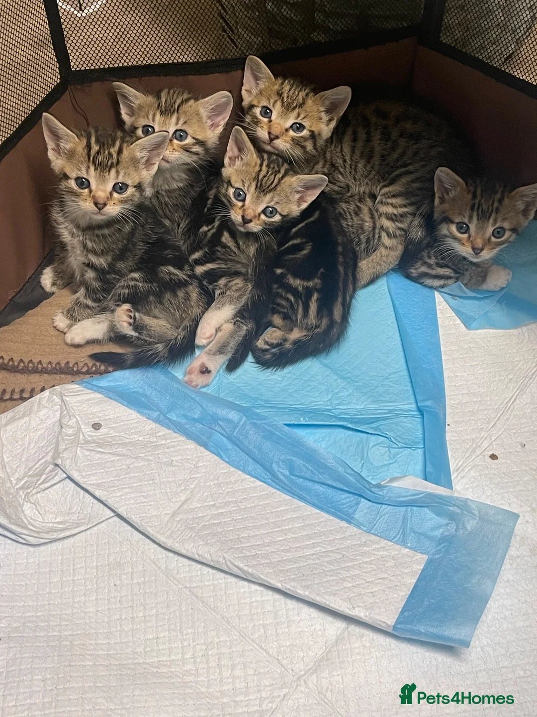 Bengal cats for sale: American Shorthair and Savannah Mix - Advert 1