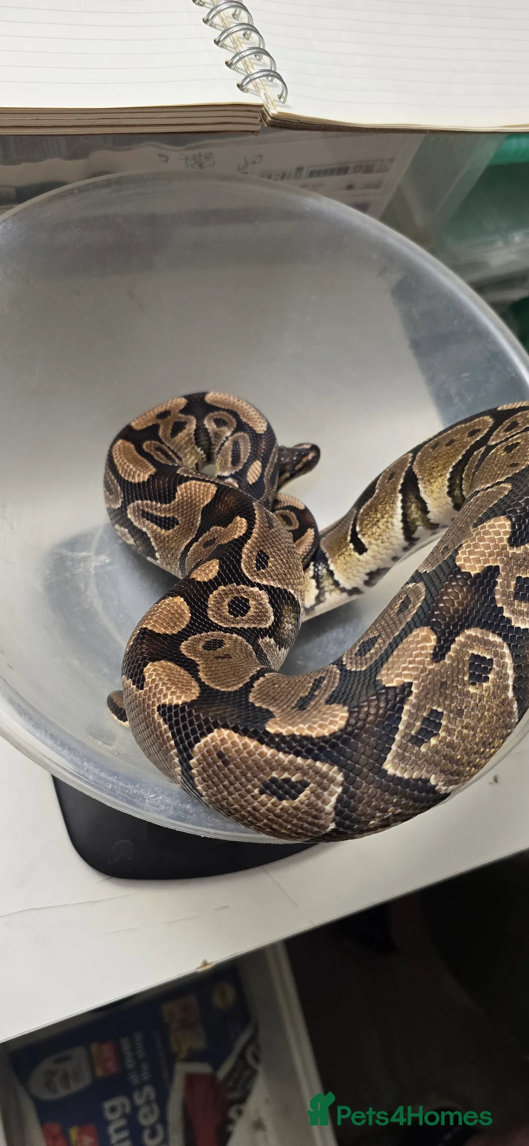 Python Snake reptiles for sale: Various Ball Pythons in Wellingborough - Advert 18