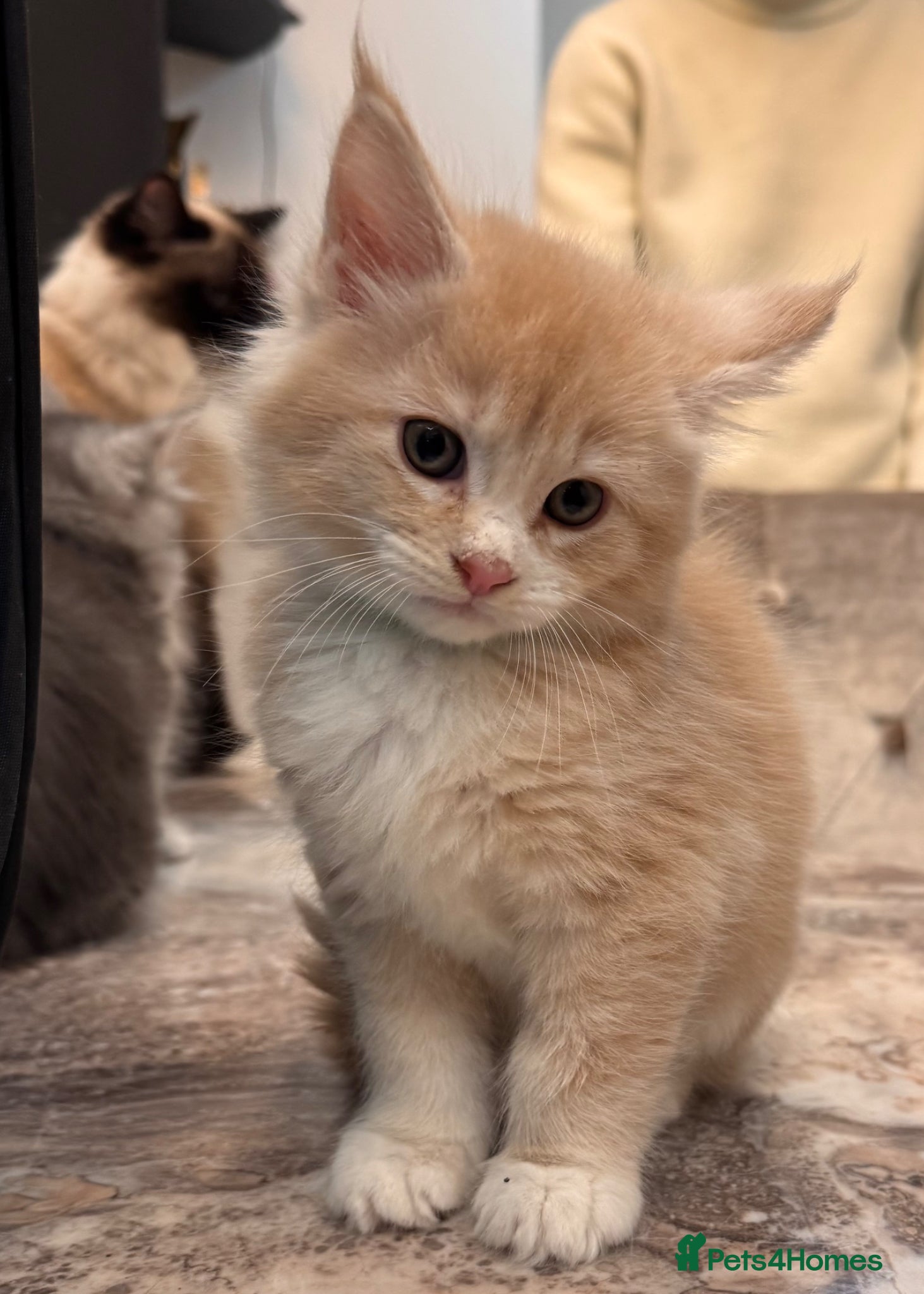 Maine Coon cats Purebred Maincoon Kittens  - Advert 1