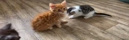 Mixed Breed cats for sale: Maine coon kittens available - Advert 4
