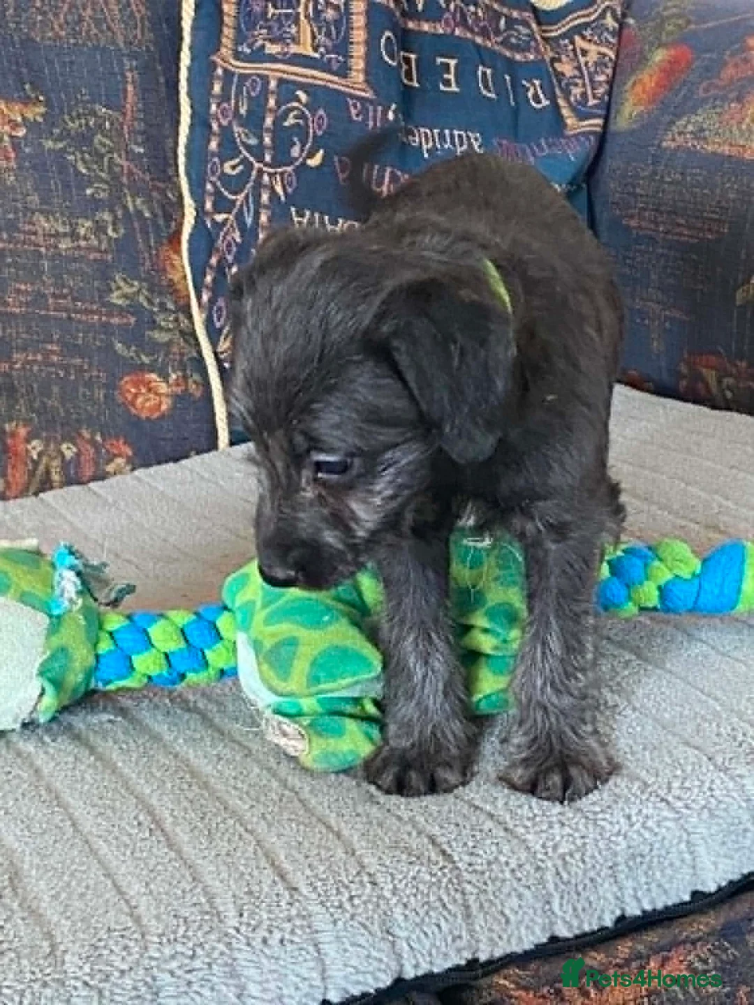 Mixed Breed dogs for sale: Bedlington x Whippet puppies - Advert 1