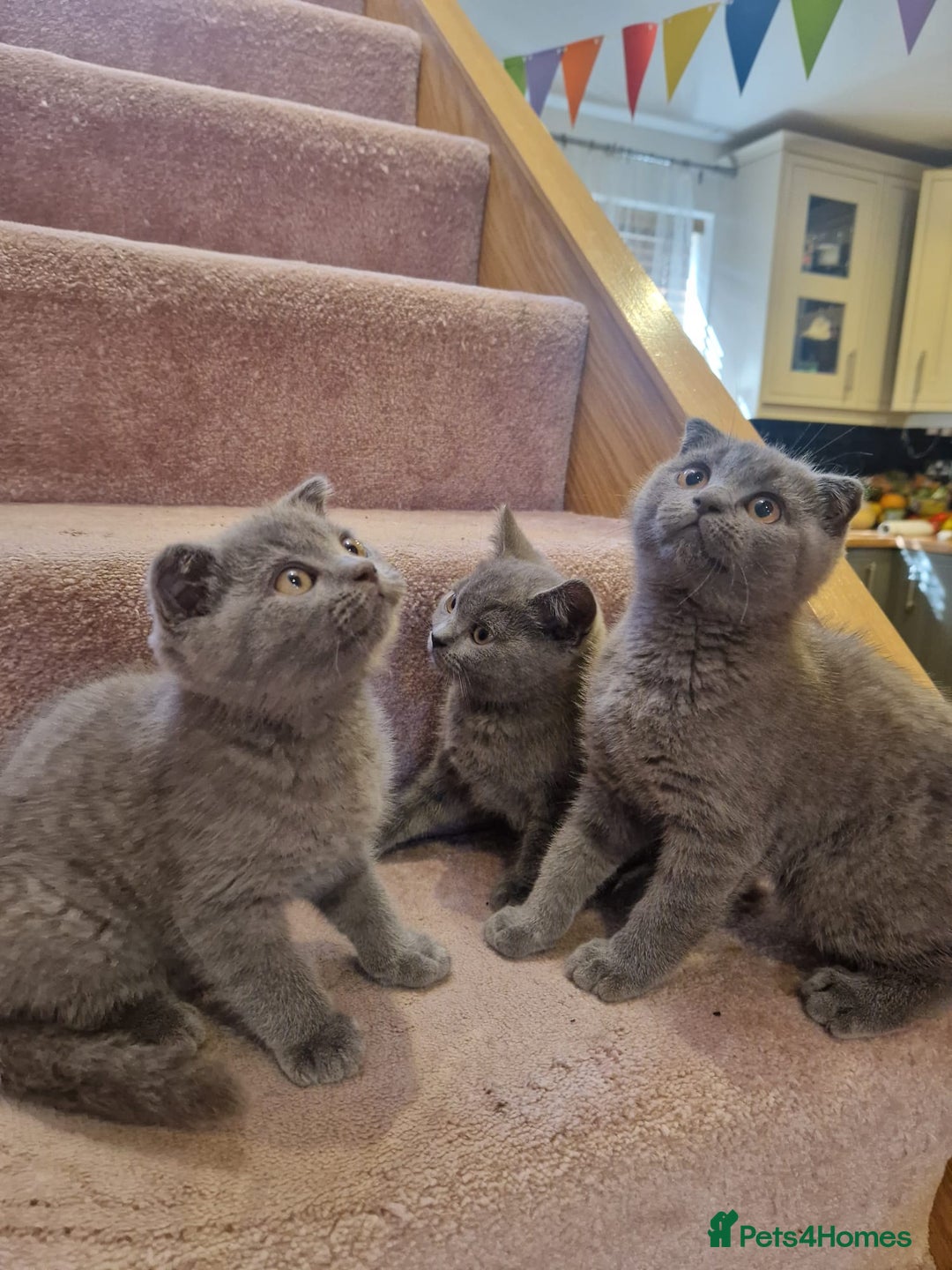 Scottish Fold cats for sale: 1 BSH Boy AVAILABLE. in Sheffield - Image 40
