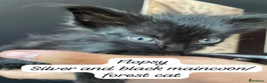 Flopsy