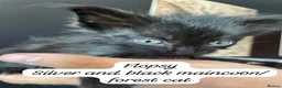 Maine Coon cats for sale: Maincoon/ forest cat  - Advert 4