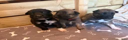 Mixed Breed dogs for sale: Border collie x Belgian Malinois  in Derby - Advert 10