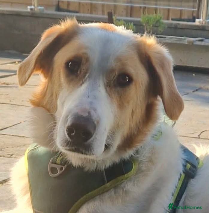 Mixed Breed dogs 💙 Asher is Looking for love 🩵 🐾 - Advert 14