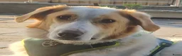 Mixed Breed dogs for adoption: 💙 Asher is Looking for love 🩵 🐾 - Advert 2